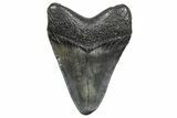 Juvenile Megalodon Tooth - South Carolina #359017-1